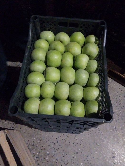 semernka olma xaladenikda turibdi sotiladi