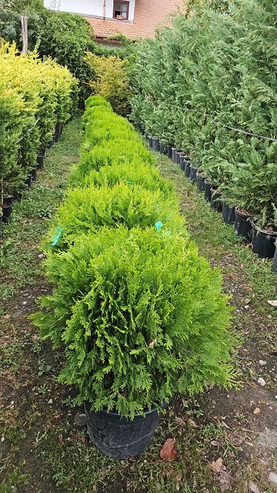 Lelandy laur englezesc tuia smarald calitate extra pret producator