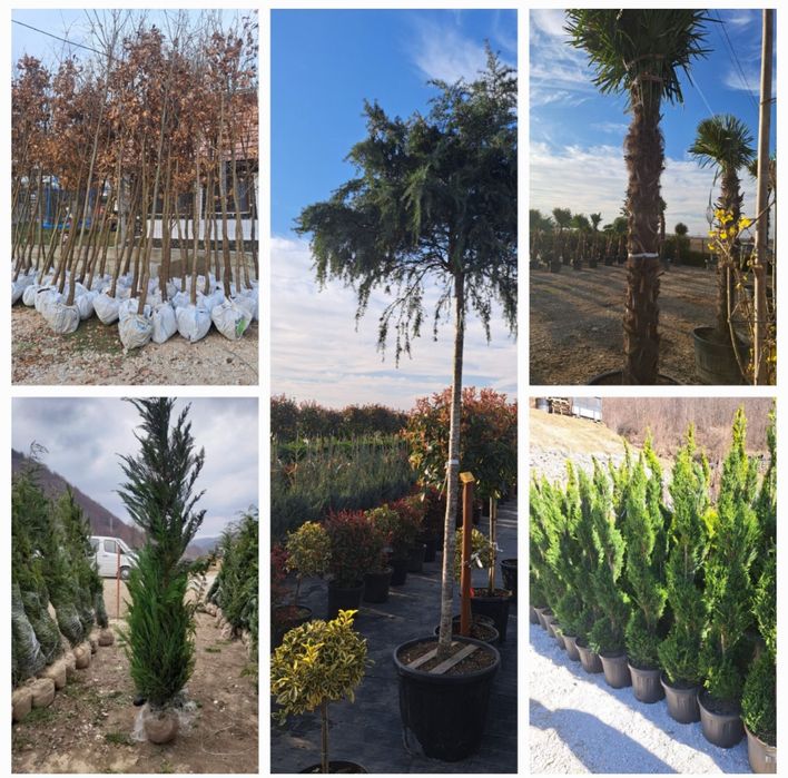 Plante ornamentale gazon rulou oriunde in tara la pret minim