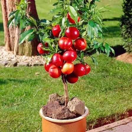 Pomi Fructiferi la Ghiveci ( Nectarin )