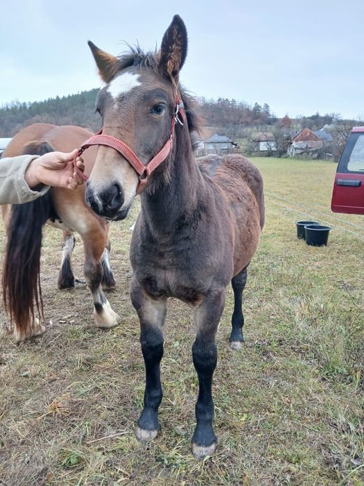 Vand manza de 3 luni junatate