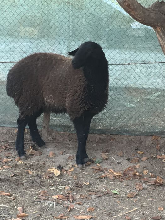 Молодая овца