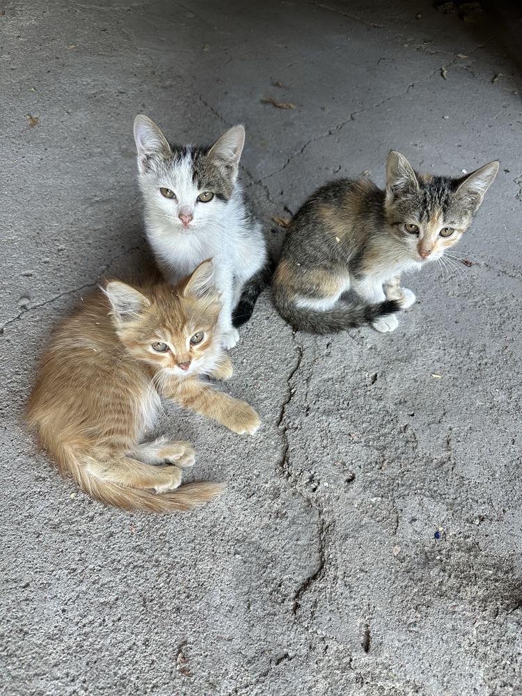 Котята в любящие руки