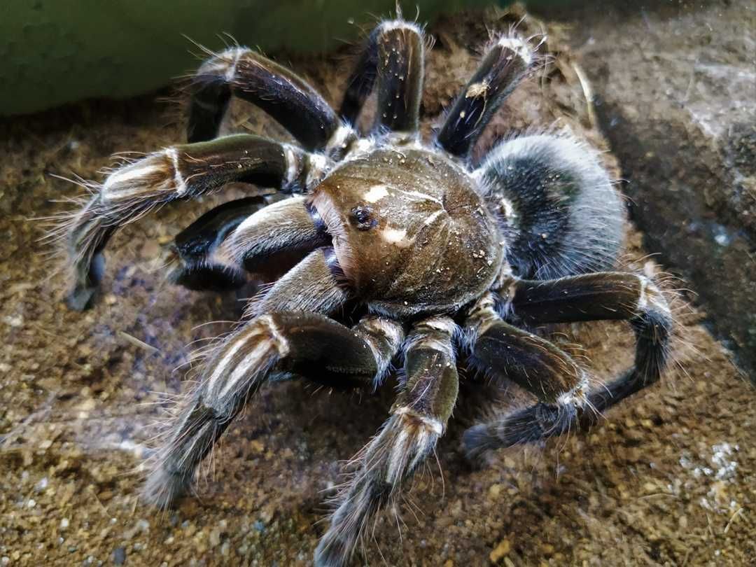 Pamphobeteus platyomma \ Паук-птицеед (Самка)