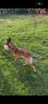 Donez Ciobanesc Belgian Malinois