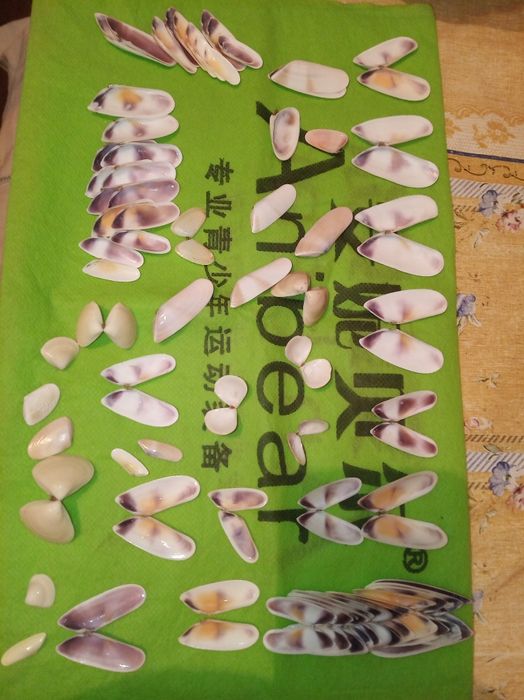 Ракушки- натуральные дары моря