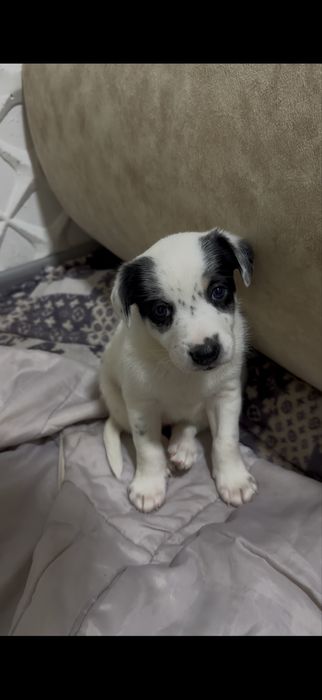 Отдаем в хорошие руки, Джек Рассел перемешка