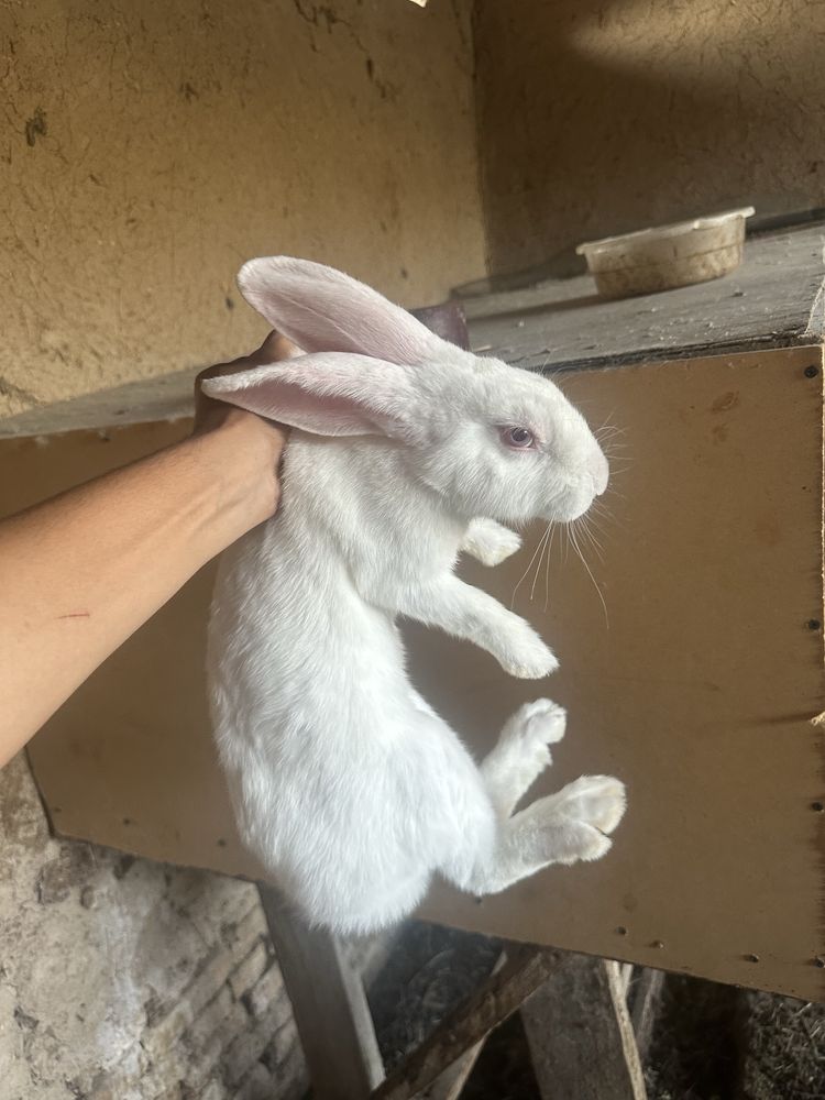 Quyon velikan toshkenda sotiladi qiz og’il aralash