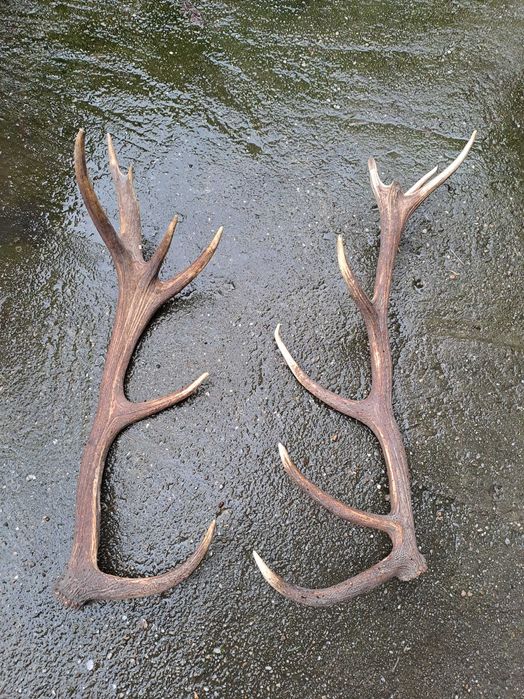 coarne cerb 95 - 100 cm