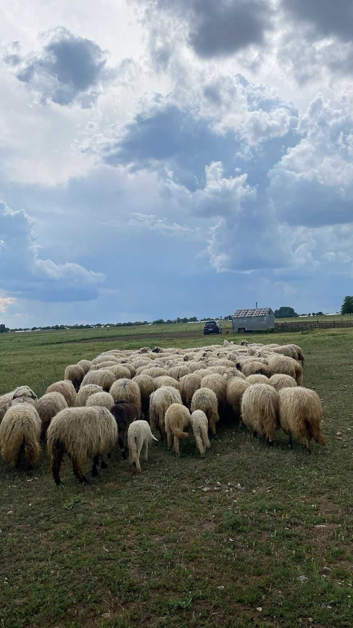 Vând oi țurcane, Giuvărăști, județul OLT.