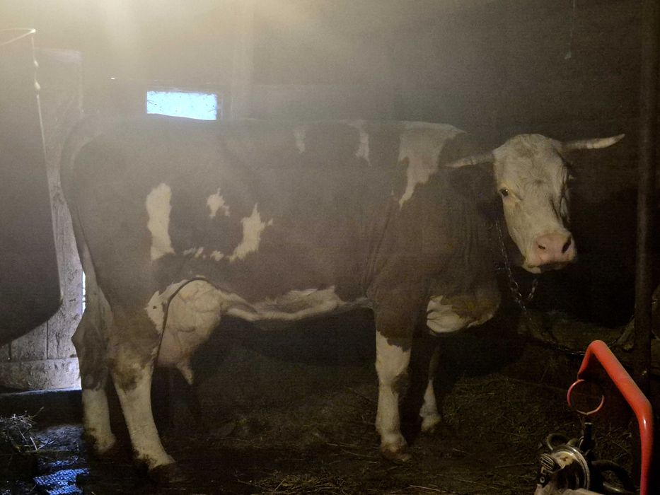 Vand vaca baltata romaneasca