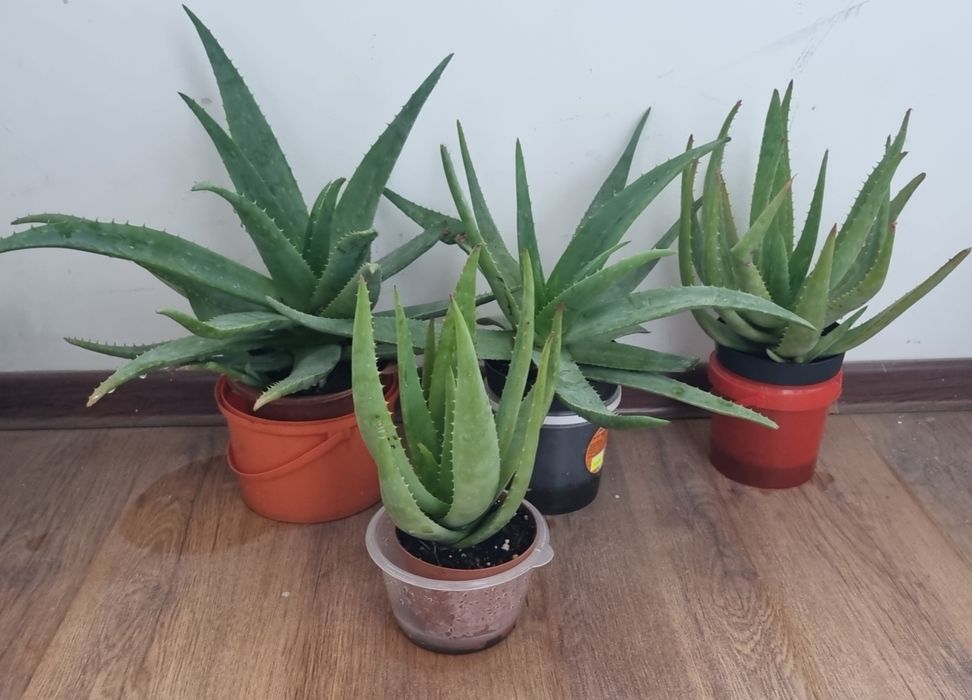 Продам Алое разного возраста.