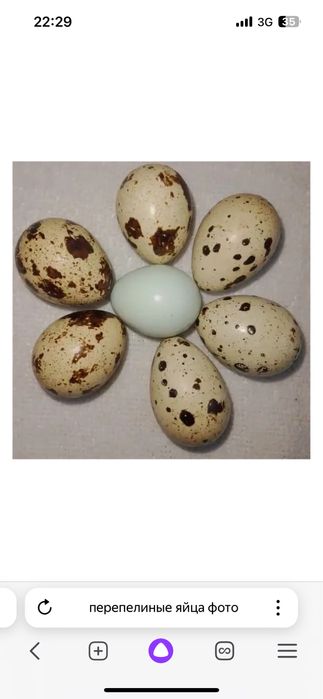 Перепелиные яйца