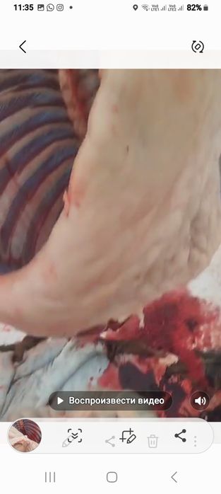 Семіз жас жылқының еті сатылады конина