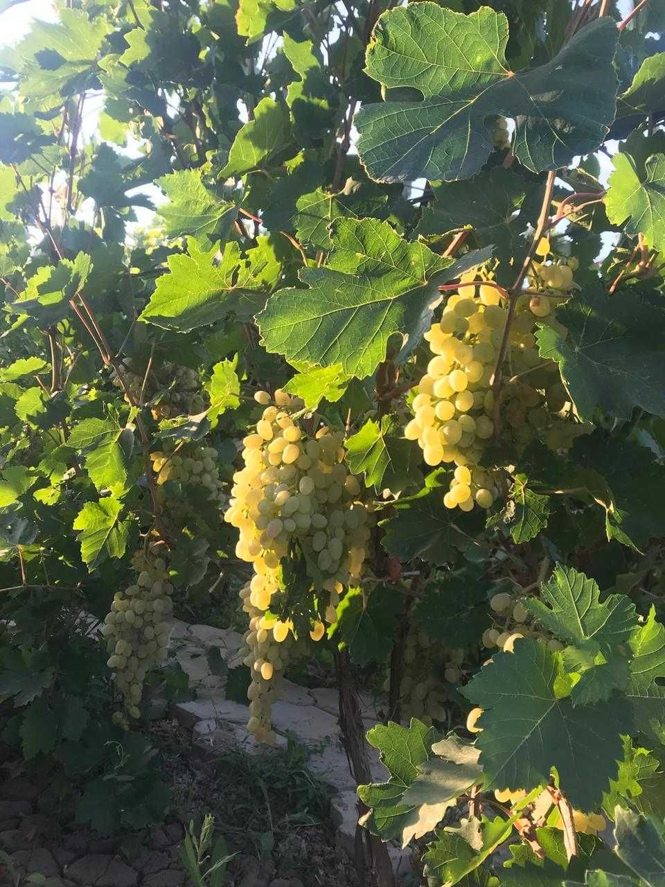Продается дача (11 соток)