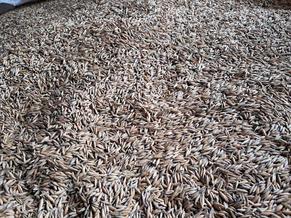 Vand ovaz productie 2025