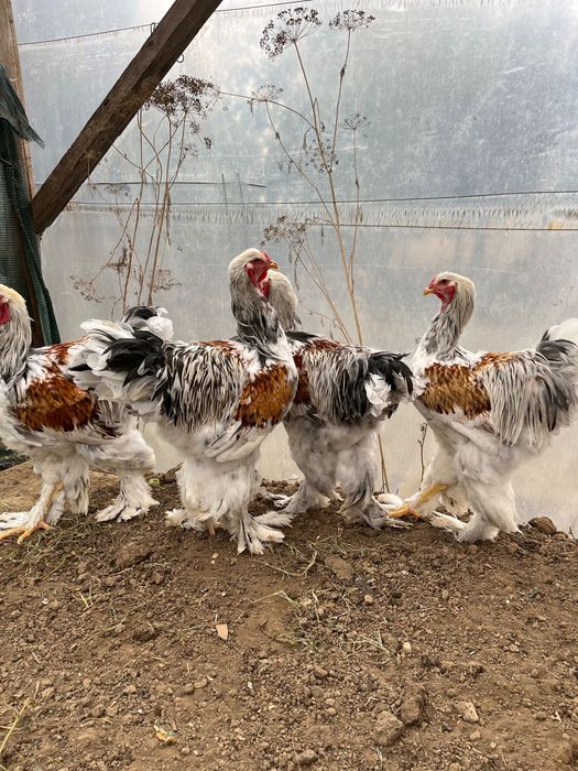 Brahma rotgesattelt 2025