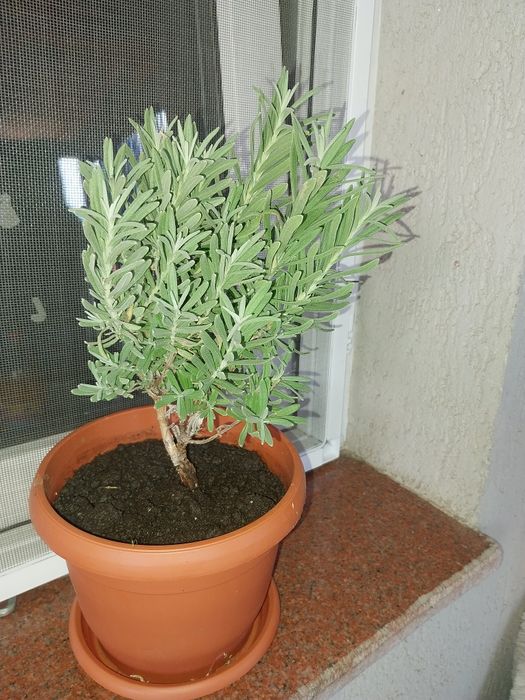 Lavanda la ghiveci înflorește primăvara și toamna