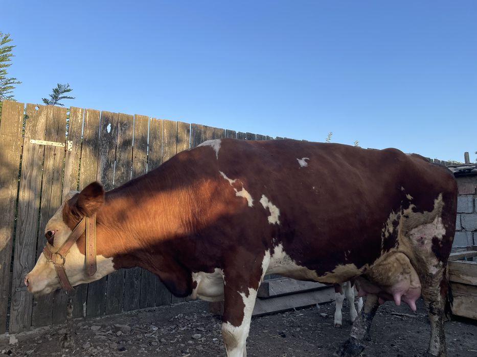Vaca baltata romaneasca