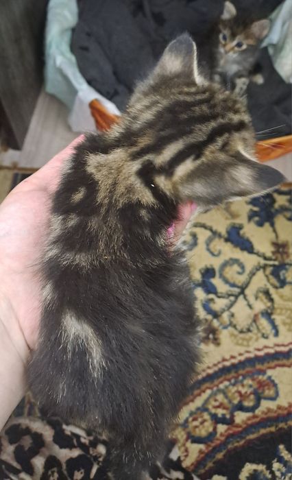 Котята бенгалы мраморы