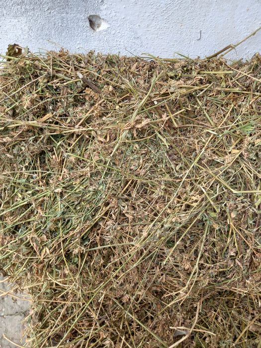 Vând baloti de lucerna