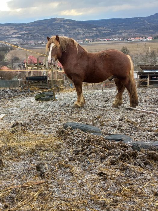Armăsar 4 ani de vânzare
