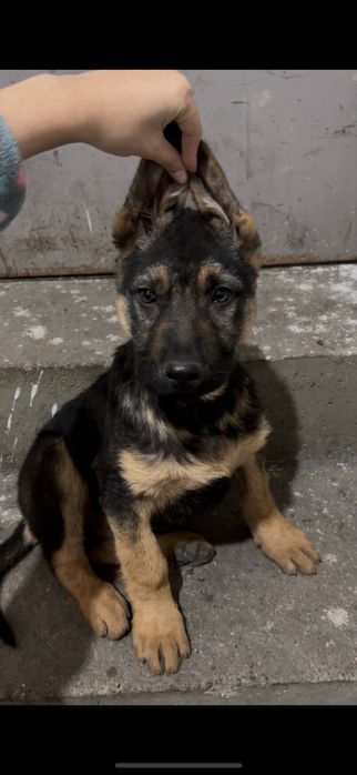 немецкий овчарка.