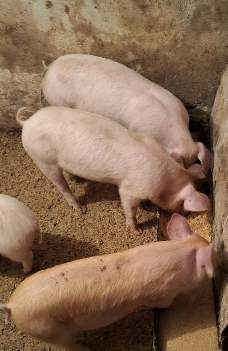 Прасета прасенца