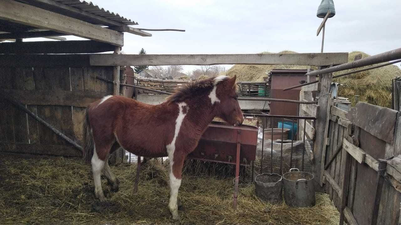 Продам лошадей и жеребят