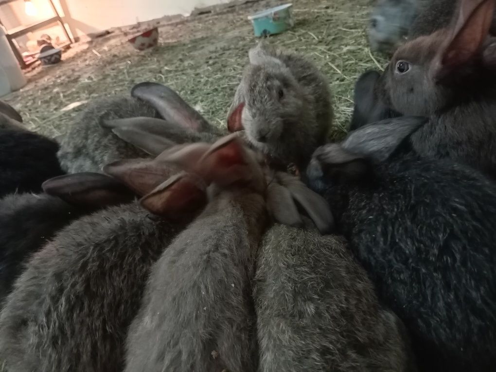 Кролик белый велекан фландр