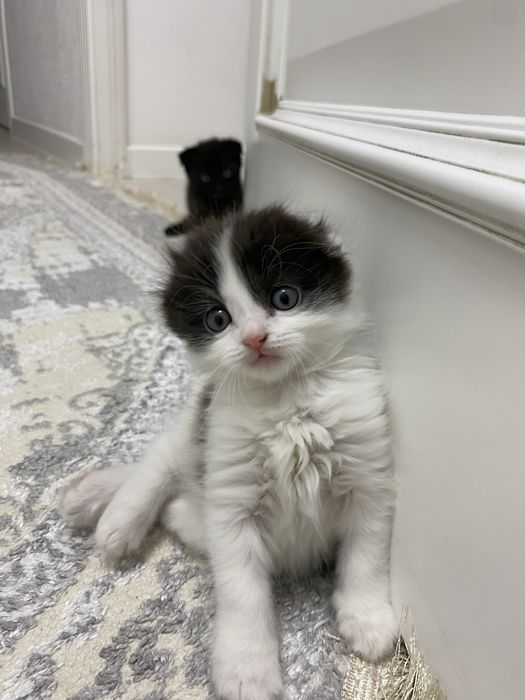 Котята вислоухие