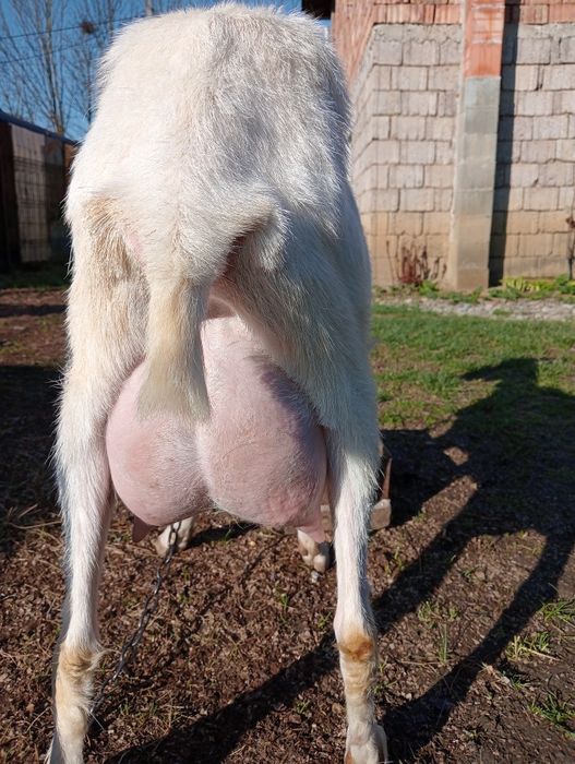 Vind căpriță de rasă