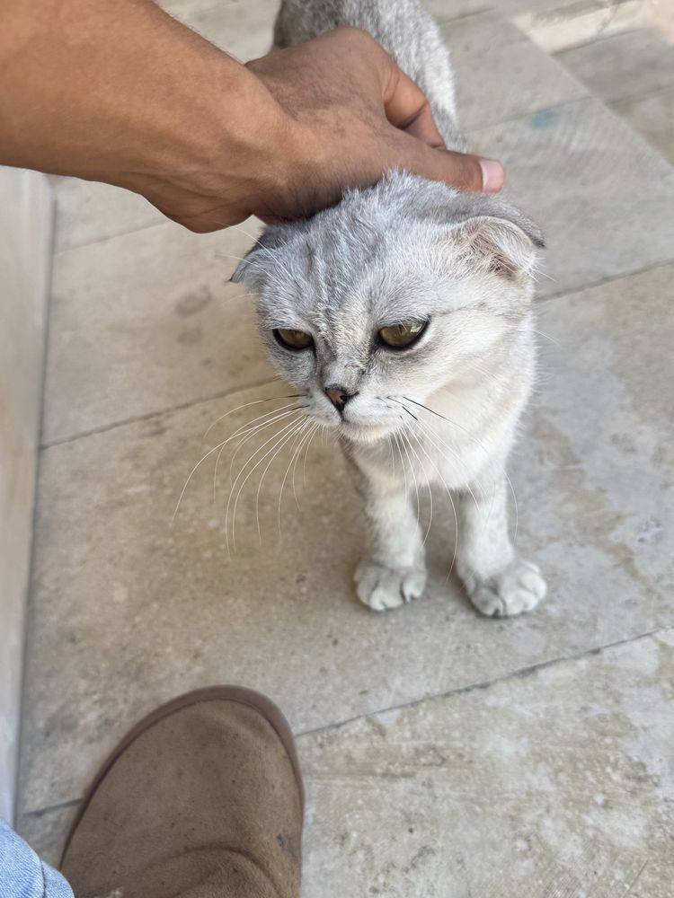 шотландский фолд