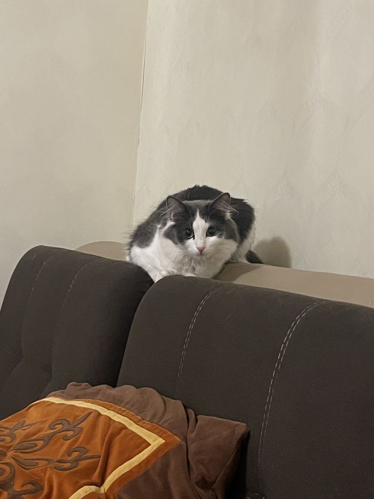 Кошку в добрые руки