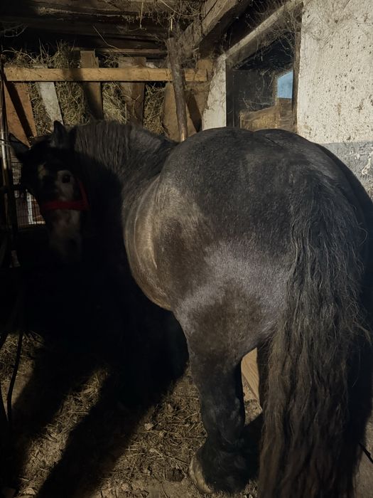 Vand armasar sur culoare coca cola