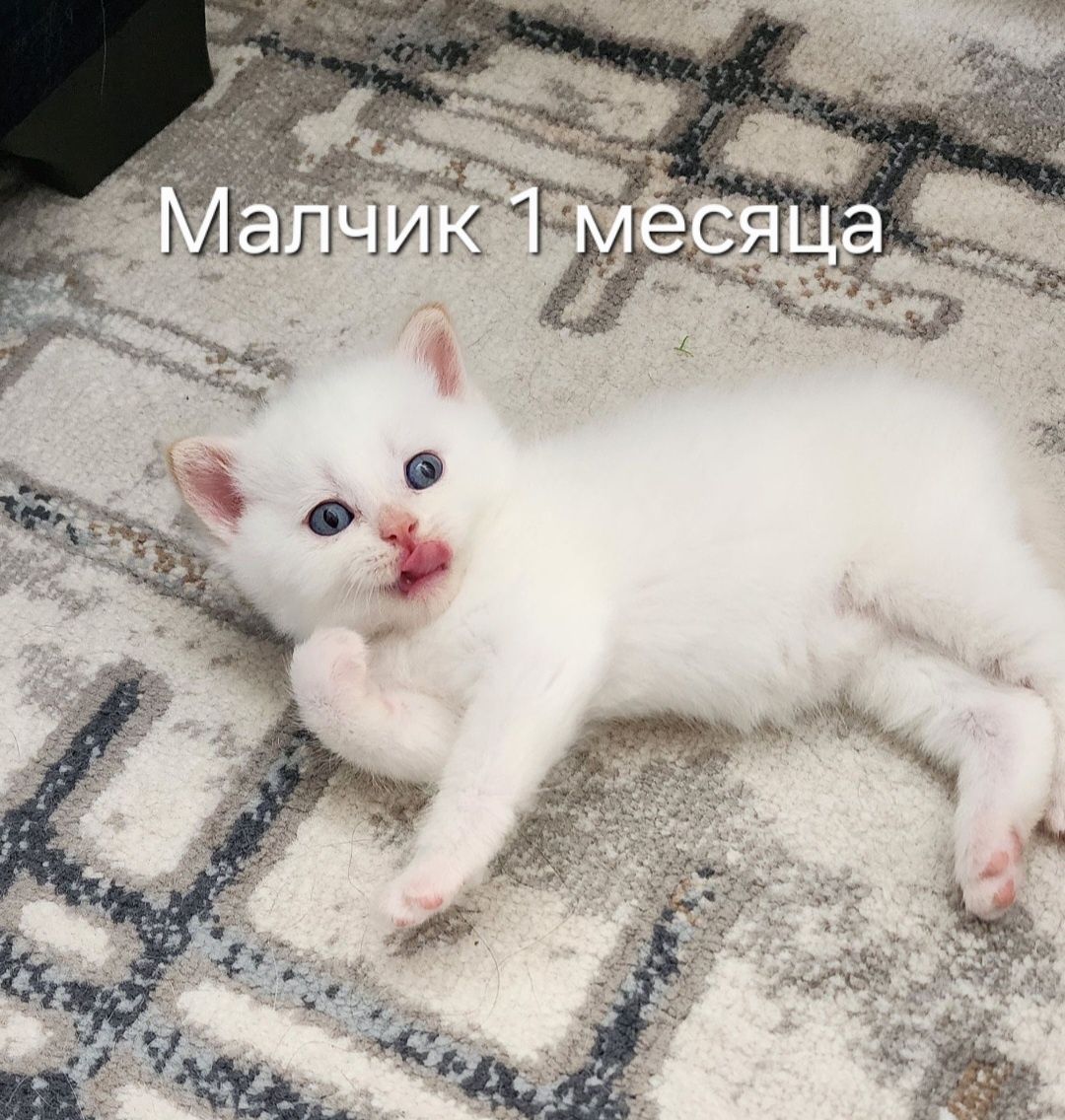 Всё продаётся чистокровный пародии