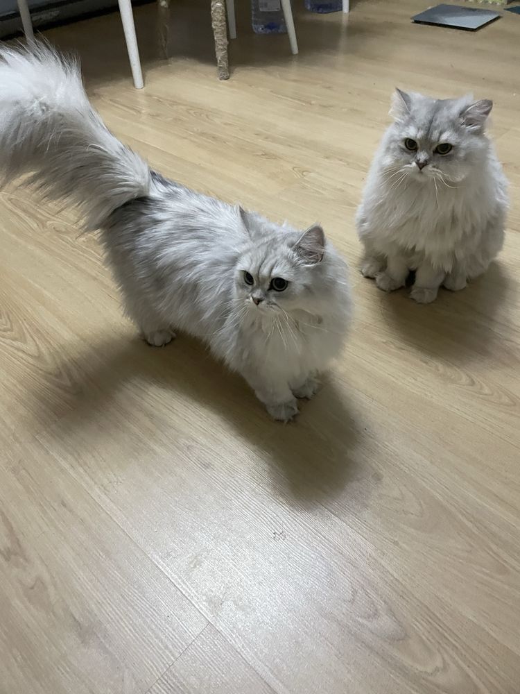 Продажа британские кошки