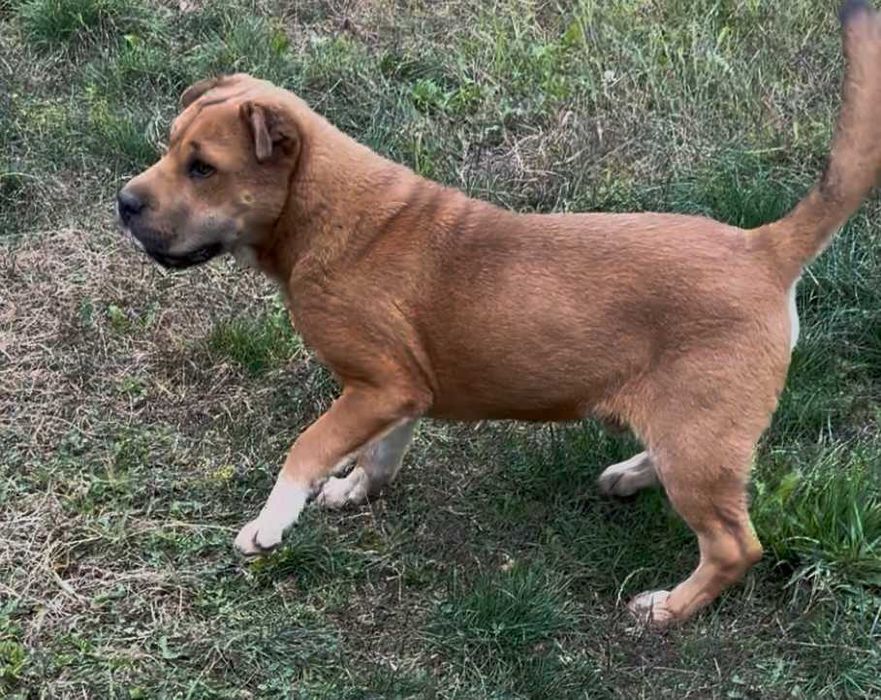 Câine, metis SharPei cu Akita Inu