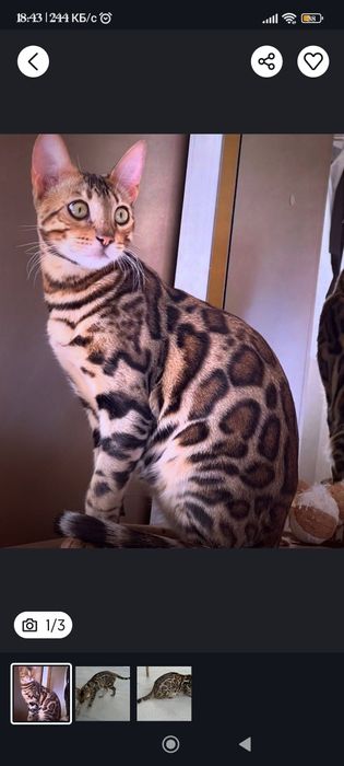 Bengalski mushuk izlavomman tekinga