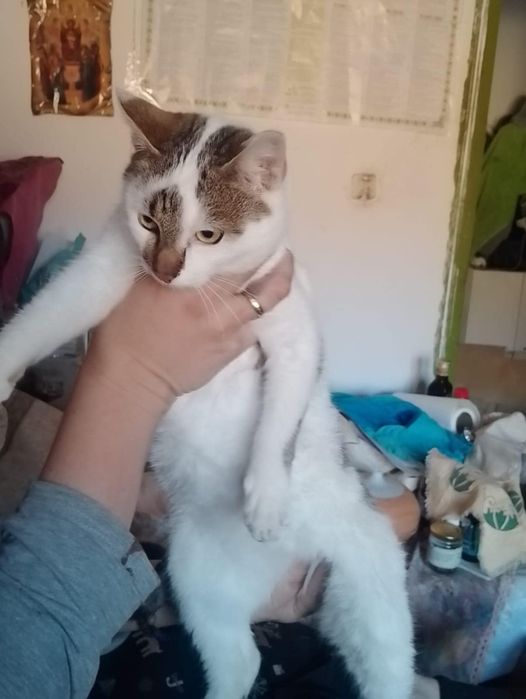 Motanel spre adoptie