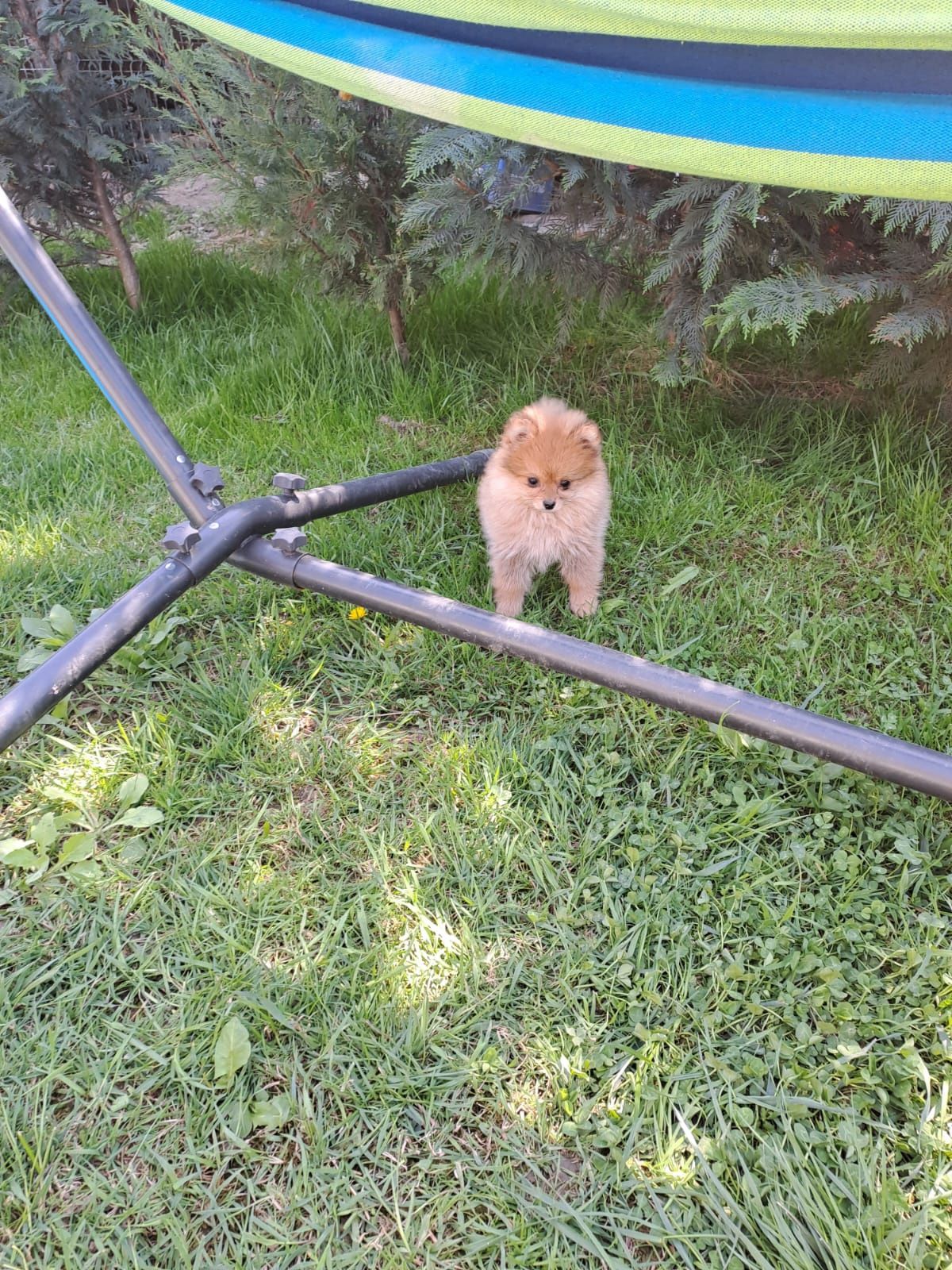 Disponibili pomeranian