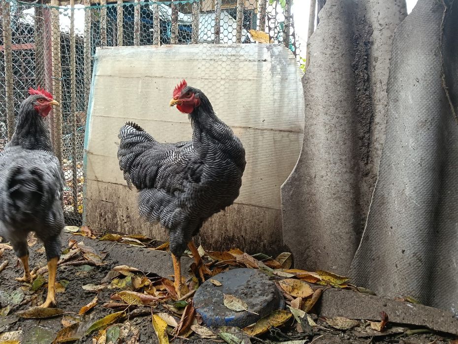 Cocoși tineri din rasa Plymouth rock barat