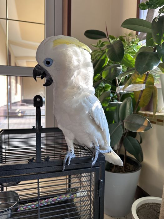 Какаду Голубо Глазый (Blue eyes cockatoo) 5 ойлик куш донга тушкан.