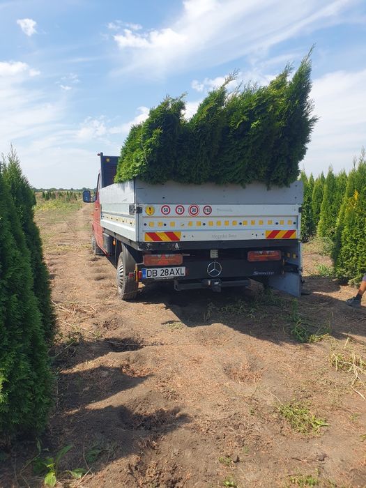 Arbori foiosi BETULA PENDULA / Mesteacan multitrunchi H=300-700