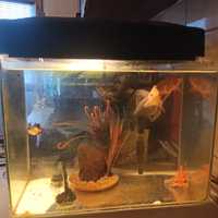 Аквариум с филтрираща система и 5 златни рибки