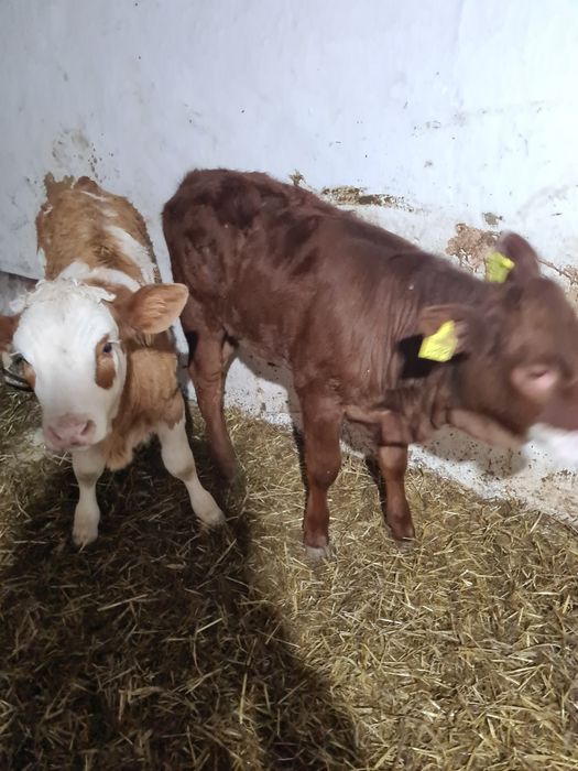 De vânzare 4 vitele