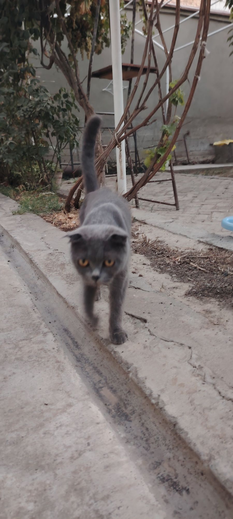 Котята скотиш фолд чистокровный
