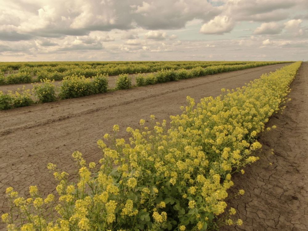 Продам землю 1000 га пашня, Костанайский район.