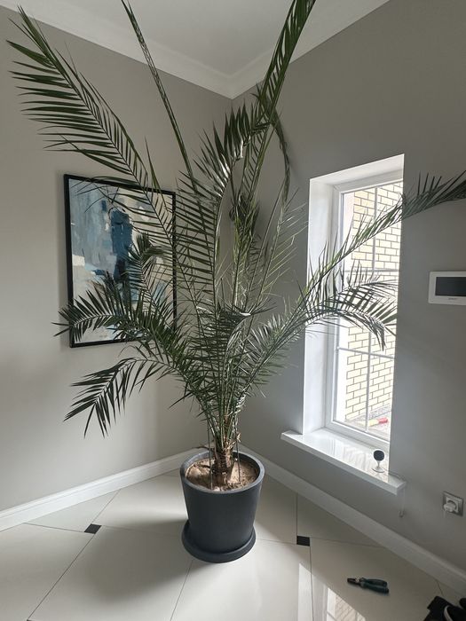 Срочно Продам Пальму в горшке