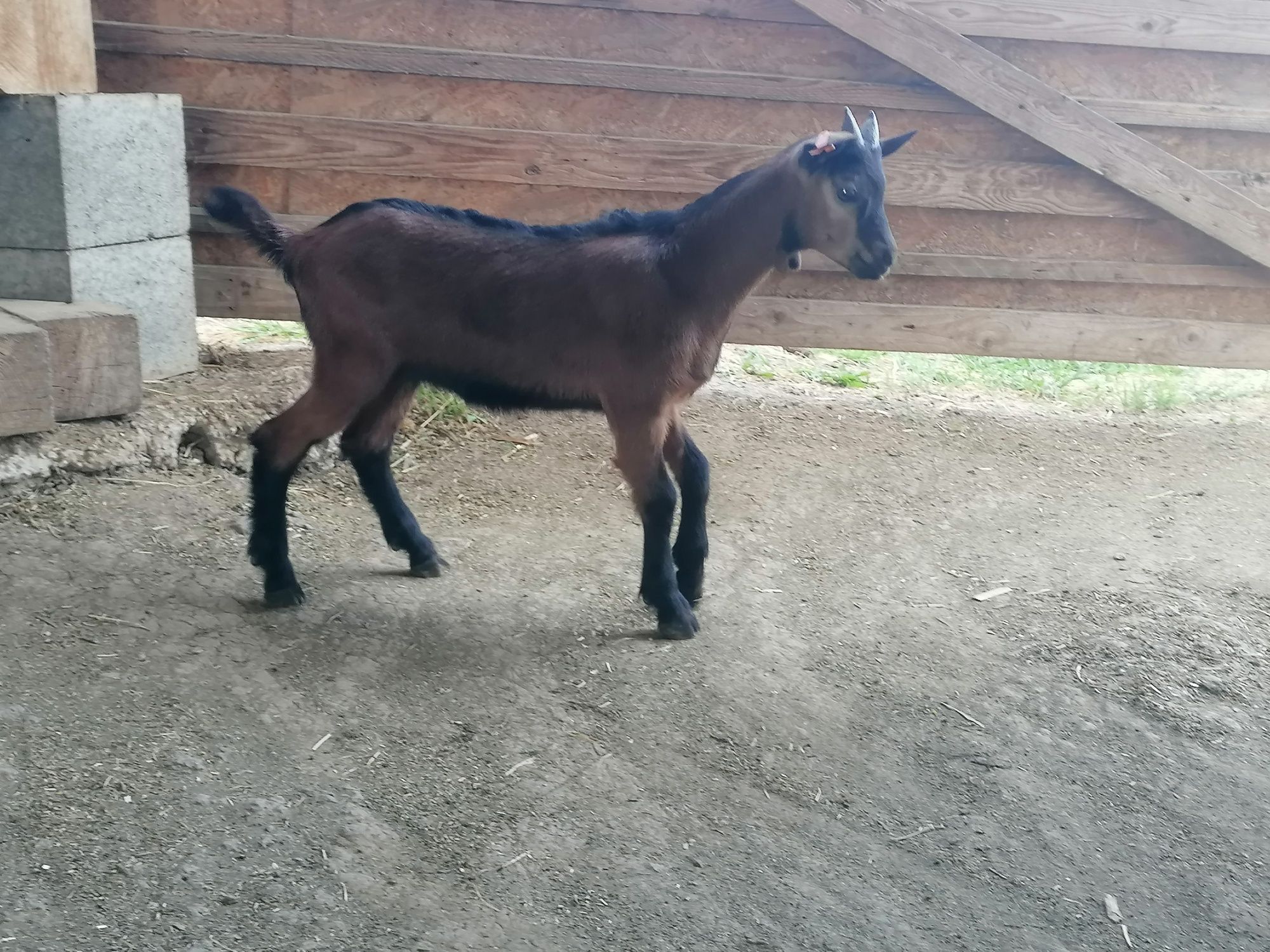 Disponobil tapisor ALPIN 4 săptămâni